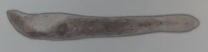 Microstomum papillosum, un Microstomidae