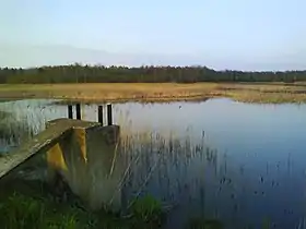 Mieszków (Lubusz)