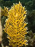 Forme branchue, Millepora alcicornis