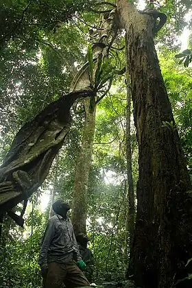 Image illustrative de l’article Réserve de biosphère de Yangambi