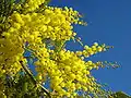 Inflorescence