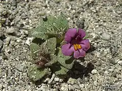 Diplacus jepsonii.