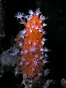 Minabea aldersladei