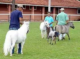 Image illustrative de l’article Poney brésilien