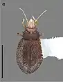 Phatnomini : Minitingis minusculus, Caraïbes.