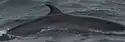 Baleine de Minke (Balaenoptera acutorostrata , is:Hrefna)