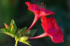 Mirabilis jalapa - 04h00 A.M.