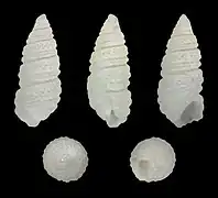 Miralda scopulorum