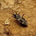 Fulviini : Fulvius imbecilis, Washington DC