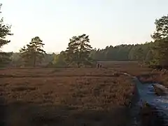 Randonneurs dans la réserve naturelle des landes du plateau de Lüsz.