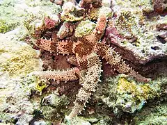 Mithrodia fisheri