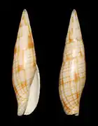 Nebularia dondani.
