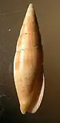 Nebularia inquinata.