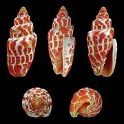 Mitra stictica, un Mitridae