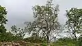 L'espèce Mitragyna est présente jusqu'aux abords des villages. Certains arbres possèdent des propriétés médicinales (alcaloïdes aux propriétés analgésiques et antipaludique).