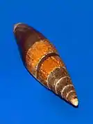 Mitra zonata