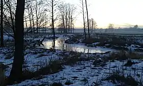 Miękisze