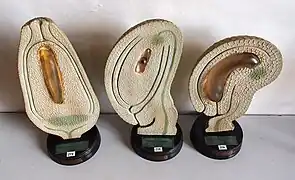 no&nbsp;164-166 : Coupes présentant les formes de base d'ovules.