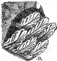 No 1 Dessin de Drouyn (1857)