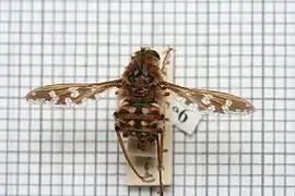Moegistorhynchus longirostris, un Nemestrinidae.