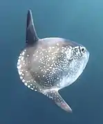Mola tecta
