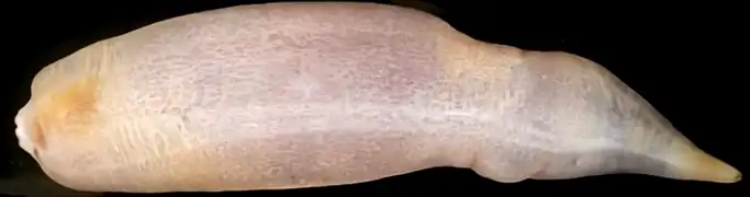 Molpadia amorpha