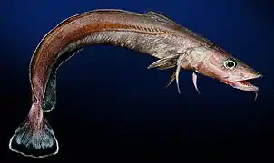 Molva macrophthalma