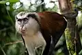 Cercopithecus mona