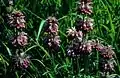 Monarda citridora