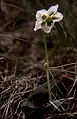 Une pyrole en bord de sentier