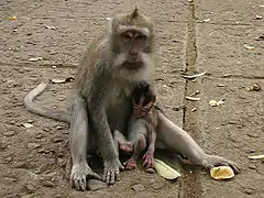 Une mère et son bébé