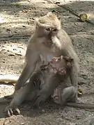Une mère et son enfant