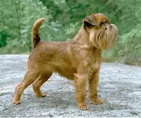 Griffon bruxellois.