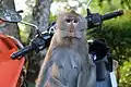 Macaque crabier