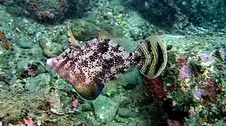 Monocanthus chinensis.