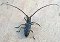 Monochamus galloprovincialis(Olivier, 1795) ♂