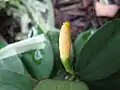 Bouton de Monocostus uniflorus.