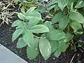 feuillage de Monocostus uniflorus.