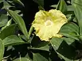 Monocostus uniflorus.