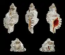 Monoplex nicobaricus
