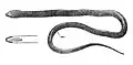 Monopterus boueti.