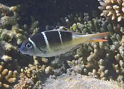 Un empereur à quatre raies blanches (Monotaxis heterodon)