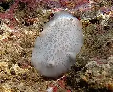 Montereina coerulescens