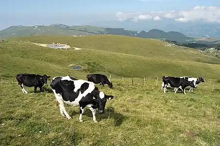 Pâturages estivaux sur le haut plateau des Monts Lessini