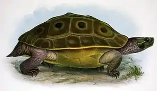 Morenia ocellata