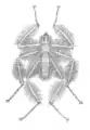 Famille Mormotomyiidae, Mormotomyia hirsuta.