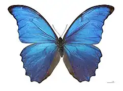 Morpho didius (Lepidoptera).