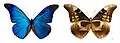 Morpho (Cypritis) rhetenor