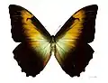 Morpho telemachus telemachus ♂