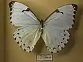 Morpho (Pessonia) epistrophus